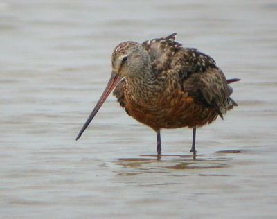 Hudsonian Godwit