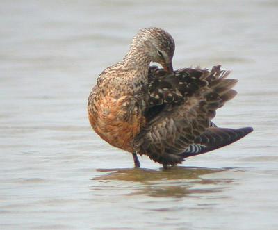 Hudsonian Godwit