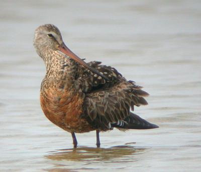 Hudsonian Godwit