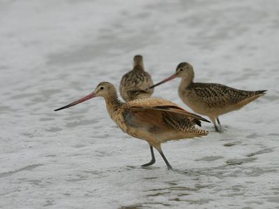 Marbled Godwit