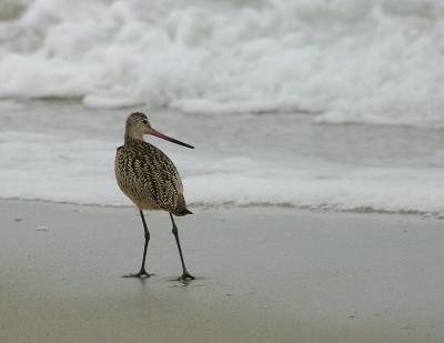 Marbled Godwit
