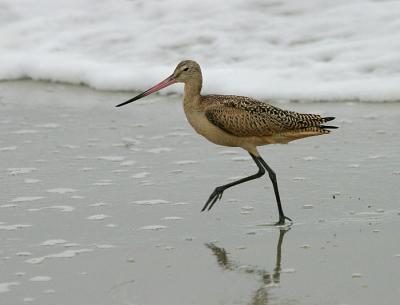 Marbled Godwit