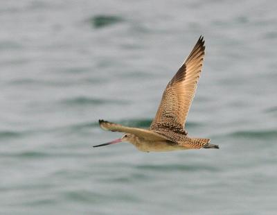 Marbled Godwit