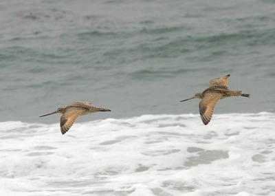 Marbled Godwit