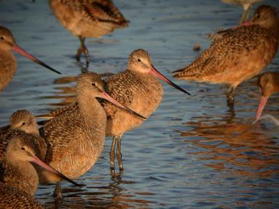 Marbled Godwit