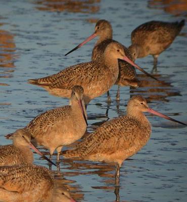 Marbled Godwit