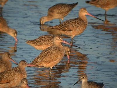 Marbled Godwit