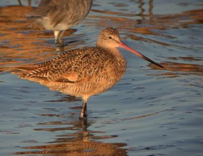 Marbled Godwit