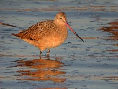 Marbled Godwit