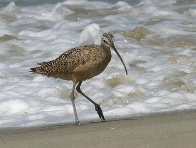 Long-billed Curlew