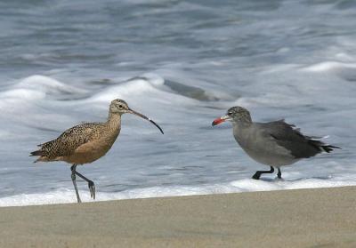 Long-billed Curlew and Heermann's Gull