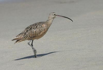 Long-billed Curlew