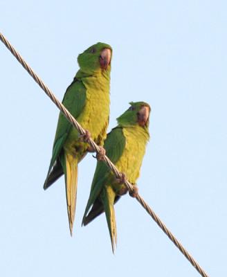 Green Parakeet