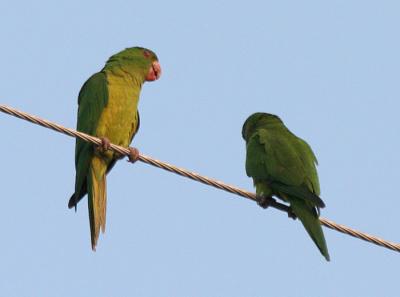 Green Parakeet