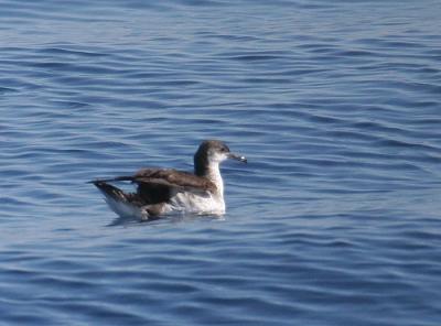 Audubon's Shearwater