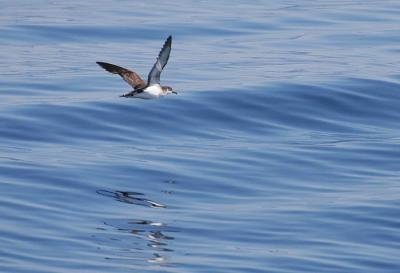 Audubon's Shearwater