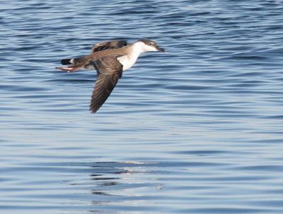 Great Shearwater