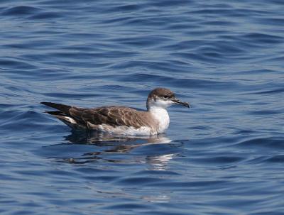 Great Shearwater