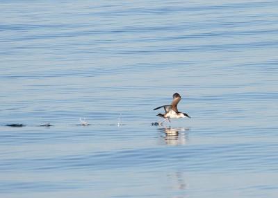 Great Shearwater