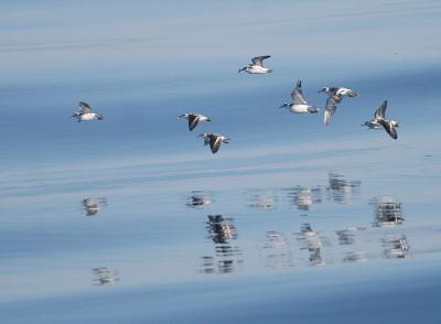 Red-necked and Red Phalaropes
