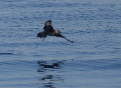 Long-tailed Jaeger