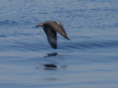 Long-tailed Jaeger