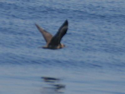 Long-tailed Jaeger