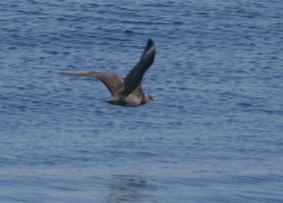 Long-tailed Jaeger