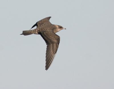 Long-tailed Jaeger