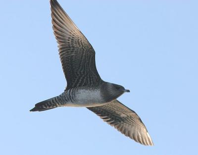 Long-tailed Jaeger