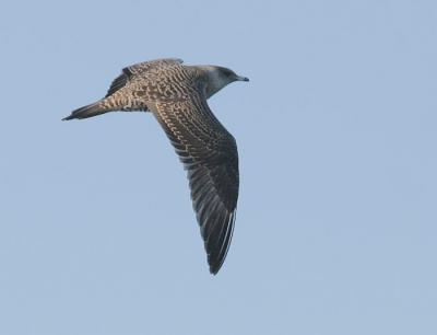 Long-tailed Jaeger