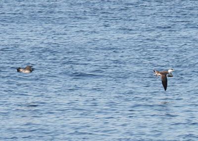 Long-tailed Jaeger harassing Greater Shearwater