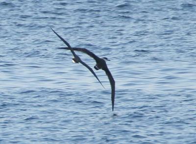 Long-tailed Jaeger harassing Greater Shearwater