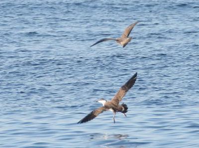 Long-tailed Jaeger harassing Greater Shearwater