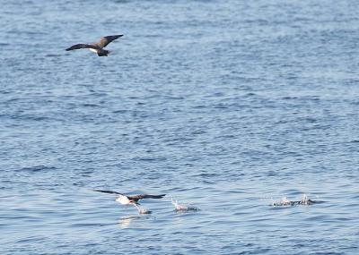 Long-tailed Jaeger harassing Greater Shearwater