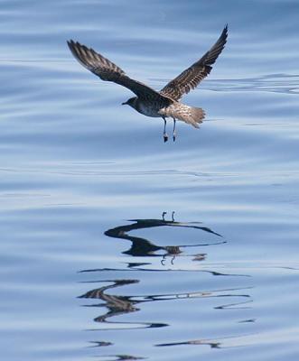 Long-tailed Jaeger