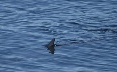 v3/58/287858/3/48863392.050827MakoShark9784.jpg