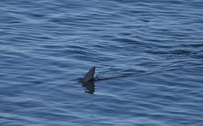 Mako Shark