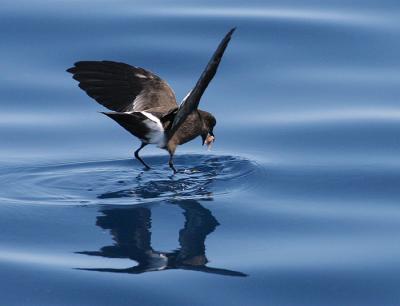 Wilson's Storm-Petrel