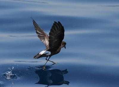 Wilson's Storm-Petrel