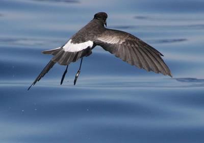 Wilsons Storm-Petrel