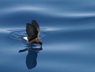 Wilson's Storm-Petrel