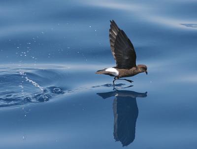 Wilson's Storm-Petrel