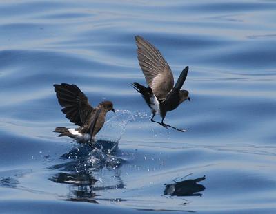 Wilson's Storm-Petrel