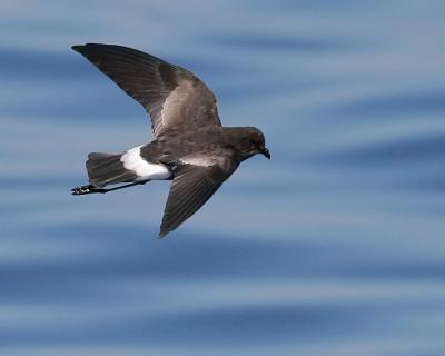 Wilson's Storm-Petrel