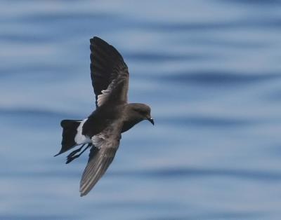 Wilson's Storm-Petrel