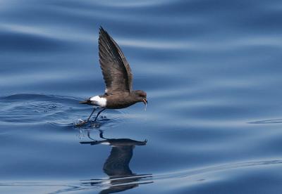 Wilson's Storm-Petrel