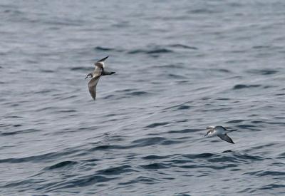 v3/58/287858/3/49986633.050924BullersShearwater2276.jpg