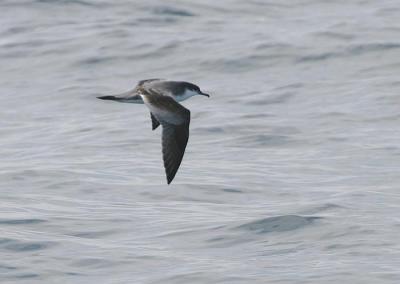 v3/58/287858/3/49986635.050924BullersShearwater2284.jpg