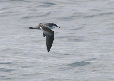 Bullers Shearwater